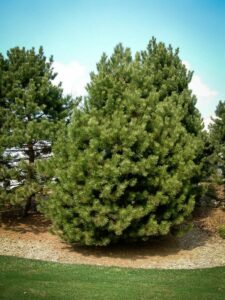 Сосна Чёрная (Pinus Nigra) купить по цене от 270.00р. в интернет-магазине «Посадика» с доставкой почтой в в Кимрые и по всей России – [изображение №1].