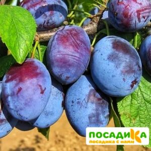 Слива Чачакская ранняя купить по цене от 229.00р. в интернет-магазине «Посадика» с доставкой почтой в в Кимрые и по всей России – [изображение №1].