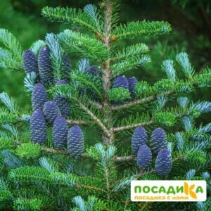 Пихта корейская (Abies koreana) купить по цене от 450.00р. в интернет-магазине «Посадика» с доставкой почтой в в Кимрые и по всей России – [изображение №1].