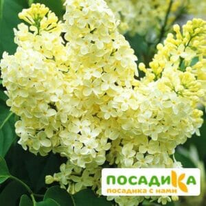 Сирень Примроуз (Primrose) купить по цене от 529.00р. в интернет-магазине «Посадика» с доставкой почтой в в Кимрые и по всей России – [изображение №1].