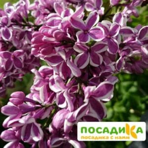 Сирень Сенсация купить по цене от 529.00р. в интернет-магазине «Посадика» с доставкой почтой в в Кимрые и по всей России – [изображение №1].