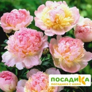 Пион Распберри Сандей (Paeonia Raspberry Sundae) купить по цене от 959р. в интернет-магазине «Посадика» с доставкой почтой в в Кимрые и по всей России – [изображение №1].