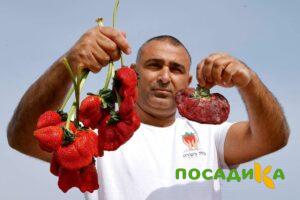 Клубника Гигант Джорнея купить по цене от 266р. в интернет-магазине «Посадика» с доставкой почтой в в Кимрые и по всей России – [изображение №1].