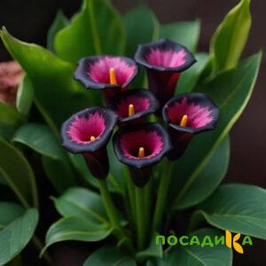 Калла Аура Лейс купить по цене от 400р. в интернет-магазине «Посадика» с доставкой почтой в в Кимрые и по всей России – [изображение №1].