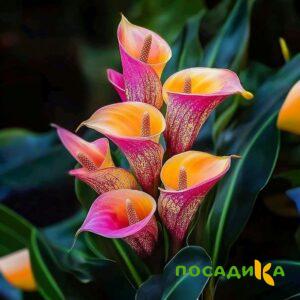 Калла Оникс купить по цене от 450р. в интернет-магазине «Посадика» с доставкой почтой в в Кимрые и по всей России – [изображение №1].