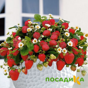 Клубника Рубиновый Шепот (горшечная) купить по цене от 240р. в интернет-магазине «Посадика» с доставкой почтой в в Кимрые и по всей России – [изображение №1].