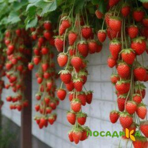 Клубника вьющаяся Комплимент купить по цене от 470р. в интернет-магазине «Посадика» с доставкой почтой в в Кимрые и по всей России – [изображение №1].