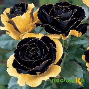 Роза Ханни Сикл купить по цене от 700р. в интернет-магазине «Посадика» с доставкой почтой в в Кимрые и по всей России – [изображение №1].