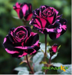 Роза Багровый Шепот купить по цене от 366р. в интернет-магазине «Посадика» с доставкой почтой в в Кимрые и по всей России – [изображение №1].