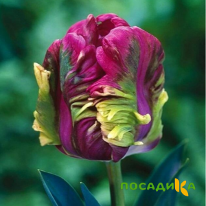 Тюльпан Экзотик Хэвен купить по цене от 186р. в интернет-магазине «Посадика» с доставкой почтой в в Кимрые и по всей России – [изображение №1].