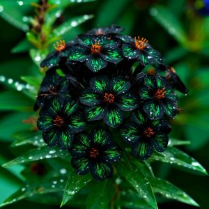 Флокс Ривьера купить по цене от 299р. в интернет-магазине «Посадика» с доставкой почтой в в Кимрые и по всей России – [изображение №1].