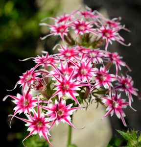 Флокс Метельчатый Путь купить по цене от 456р. в интернет-магазине «Посадика» с доставкой почтой в в Кимрые и по всей России – [изображение №1].