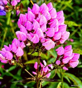 Флокс Бутоник купить по цене от 461р. в интернет-магазине «Посадика» с доставкой почтой в в Кимрые и по всей России – [изображение №1].