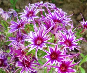 Флокс Звездное Кружево купить по цене от 361р. в интернет-магазине «Посадика» с доставкой почтой в в Кимрые и по всей России – [изображение №1].