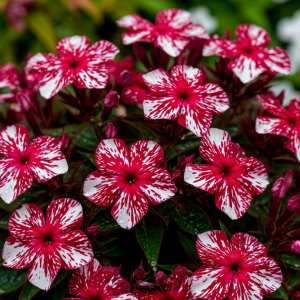 Флокс Ливер Гриммер купить по цене от 590р. в интернет-магазине «Посадика» с доставкой почтой в в Кимрые и по всей России – [изображение №1].